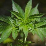 El informe de la misión de investigación sobre el cannabis, completado y aprobado