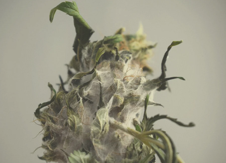 El moho también es una enfermedad fúngica que puede afectar a la planta de marihuana.  En particular, el moho gris es el más común que ataca a la marihuana.  Puede causar ablandamiento y cancro del tallo, pero los efectos más devastadores pueden ser la pudrición de las raíces.