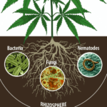 Nematodos, parásitos de la marihuana