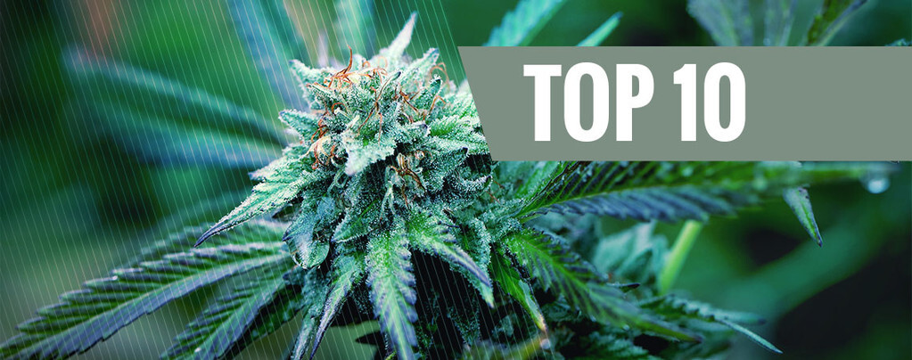 Las 10 mejores variedades de cannabis índica con el mayor contenido de THC