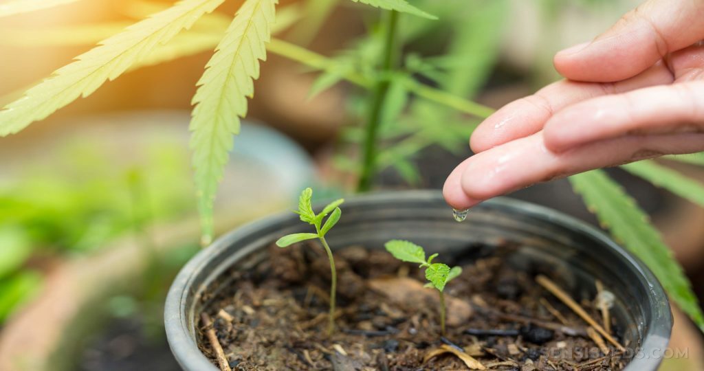 Cómo preparar un suelo óptimo para cultivar cannabis en casa