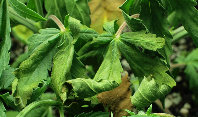 Las hojas también pueden tomar una forma rizada, y es un síntoma que indica que el entorno de crecimiento no es adecuado para el desarrollo de la planta.