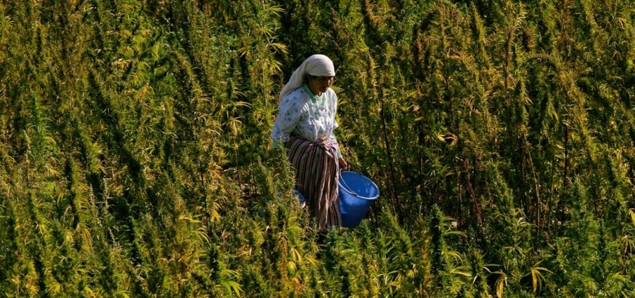 Donde se cultiva cannabis