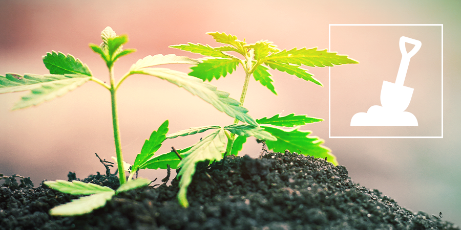 características que debe tener el suelo para cultivar cannabis