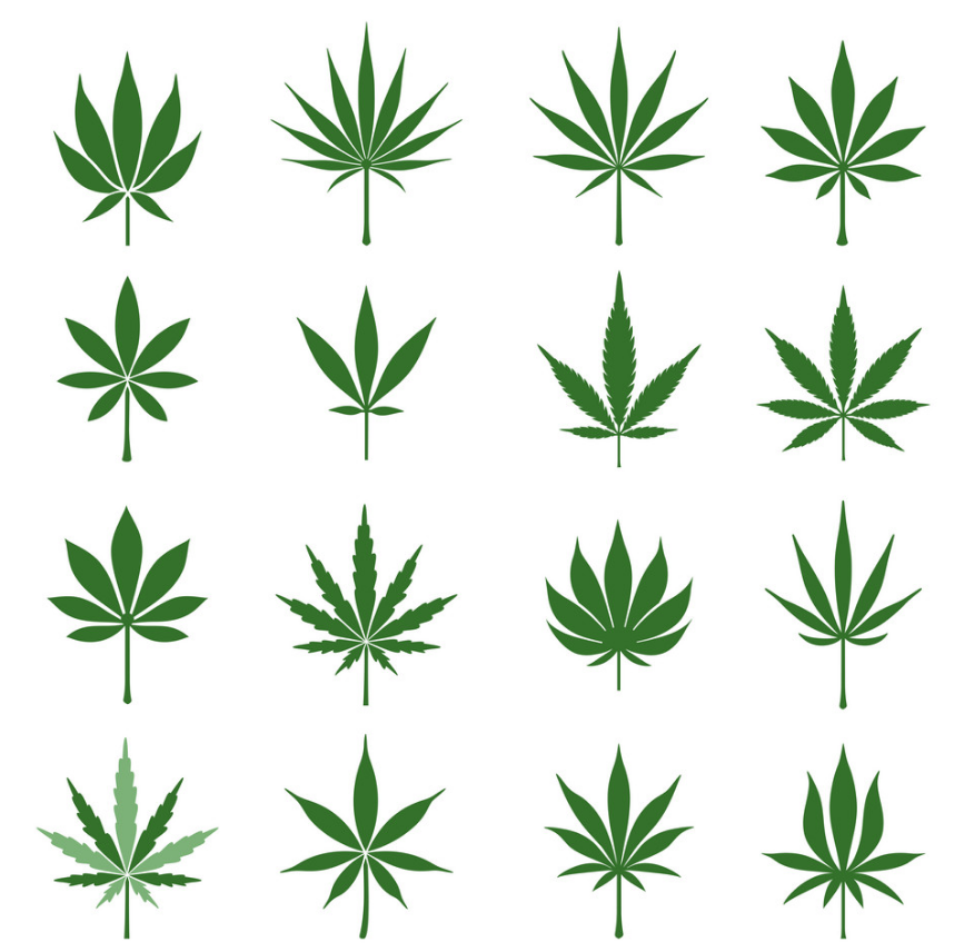 Todo lo que necesitas para comprender la salud de tus plantas de cannabis es conocer bien las hojas de cannabis.