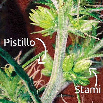 Desde un punto de vista botánico, Cannabis sativa es una planta dioica.  Es un término que se refiere a la reproducción sexual de plantas.