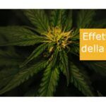 Efectos positivos del cannabis