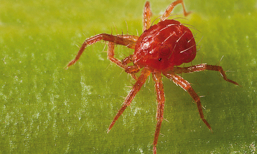Los ácaros rojos (Tetranychus urticae) son ácaros diminutos de aproximadamente 0,5 mm, tetraníquidos de la familia capaces de tejer telarañas, por lo que pueden confundirse con ellos.
