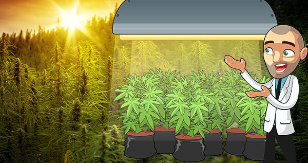 Cultivo de cannabis: pros y contras de la iluminación natural