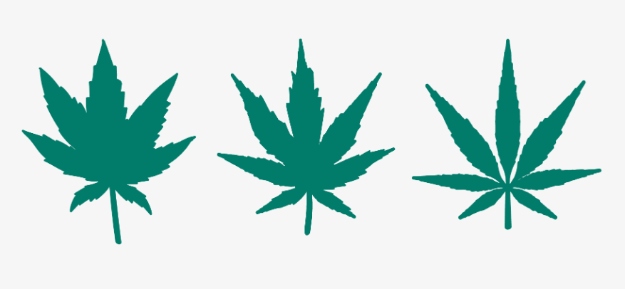 Básicamente, hay tres tipos de marihuana que se encuentran comúnmente en la naturaleza, identificados específicamente en cáñamo sativa, índica y ruderalis.