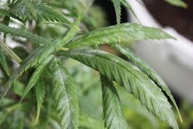 Se confunde fácilmente con el moho, aunque los efectos del moho son mucho más graves en las plantas de cannabis.