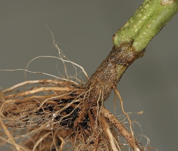 Pythium es otro hongo parásito que destruye la raíz e impide que la planta se alimente.  Ataca principalmente semillas y plántulas que tienen poca resistencia a las enfermedades.